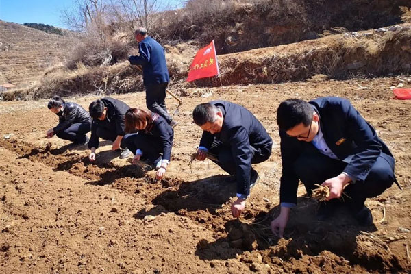 中药材产业 中药材种植 一定发集团