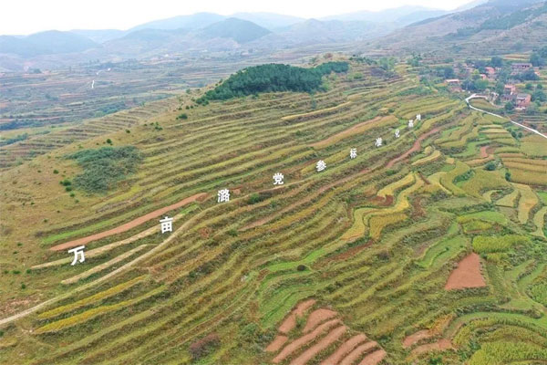 一定发中药材种植基地