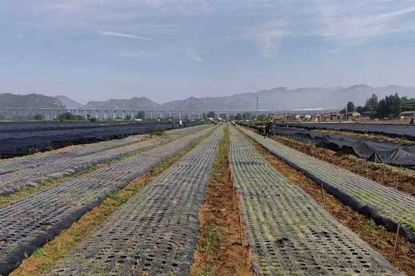 一定发集团中药材规范化种植基地