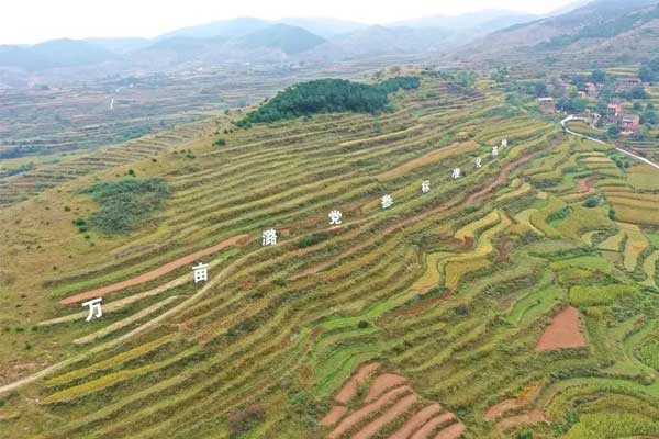 药食同源,五和医养堂,五和