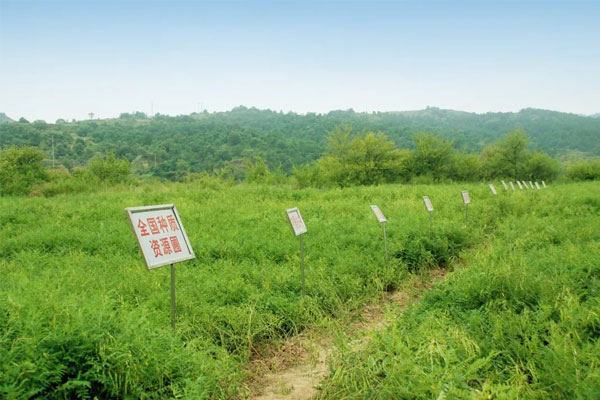 一定发中药材种植(抚育) 基地