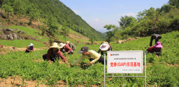 一定发,党参示范基地